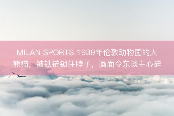 MILAN SPORTS 1939年伦敦动物园的大熊猫，被铁链锁住脖子，画面令东谈主心碎